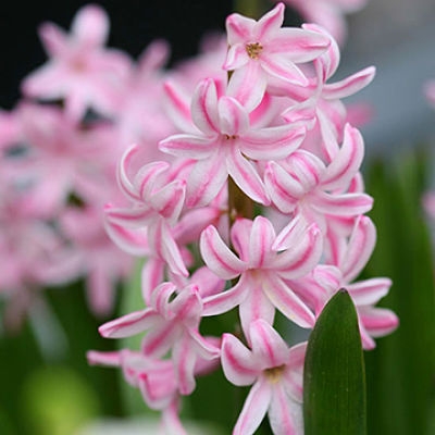 wholesale hyacinth-light pink