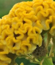 Celosia, Coxcomb-yellow