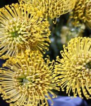 Wholesale Flowers | Protea Pincushion Yellow