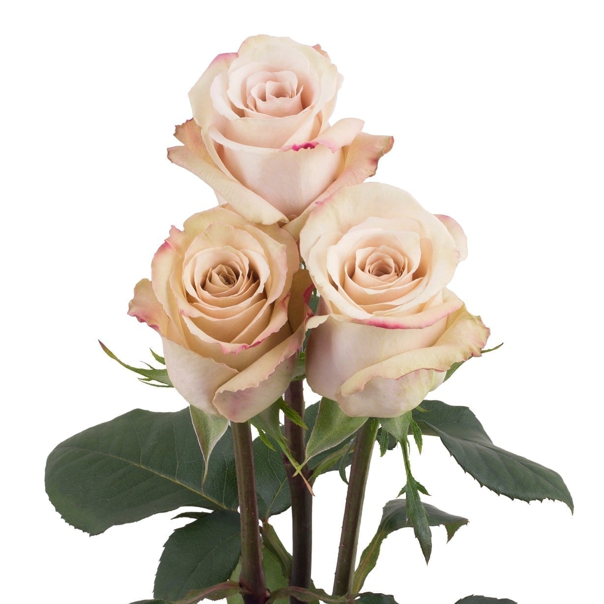 Quicksand Roses | Florabundance Wholesale Flowers