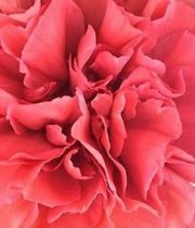 Carnations, Specialty-Azafran-dark Coral/rust