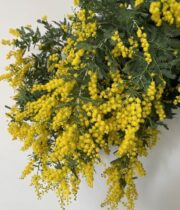 Acacia, Mimosa-yellow