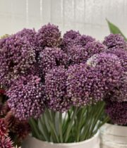 Allium, Summer Drummer-purple