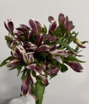 Alstroemeria-purple & white