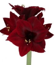 Amaryllis-burgundy