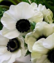 Anemones-white (dark Centers)