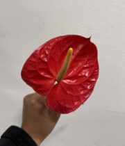 Anthurium, mini-red