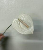Anthurium, mini-white