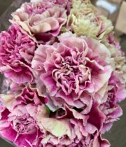 Carnations, Specialty-Antigua-mauve