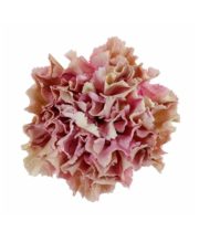 Carnations, Specialty-Babylon-dusty Pink