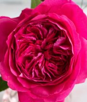 Rose Garden, Capability-SA