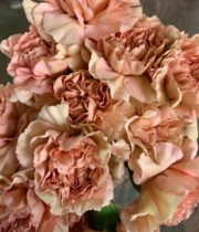 Carnations, Specialty-Caramel-beige