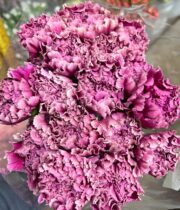 Carnations, Specialty-Merletto-mauve Pink