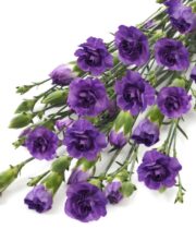 Carnations, mini Moonberry-purple