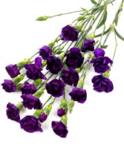 Carnations, mini Moonique-plum