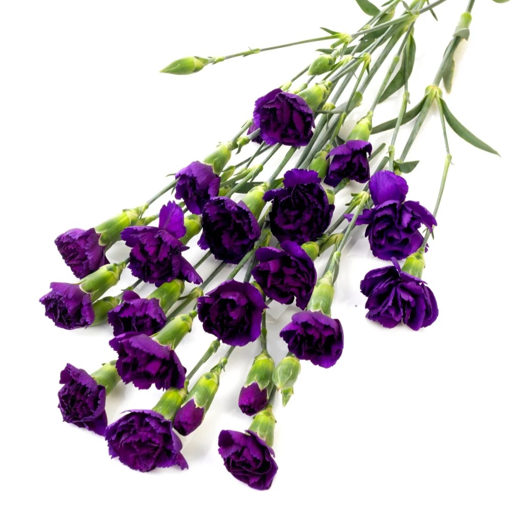 Carnation Mini Moonique