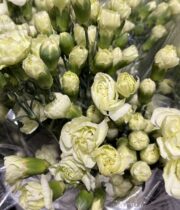 Carnations, mini-green