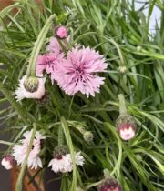 Cornflower-pink