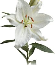 Lily Oriental, Crystal Blanca-white