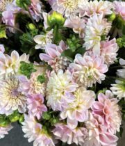 Dahlias, field-blush
