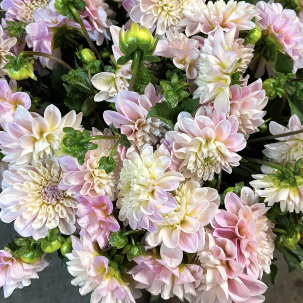 Dahlias Field Blush