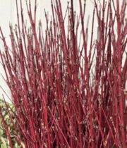 Dogwood, medium-red