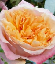 Rose Garden, Edith-SA