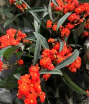 Euphorbia, Fulgens-orange