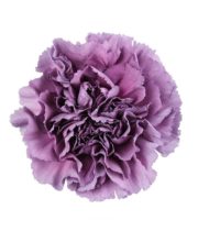 Carnations, Specialty-Extasis Blue-dusty Purple