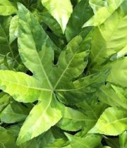 Fatsia Leaves-variegated