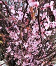 Branch, Flowering Cherry-pink