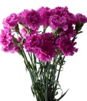 Carnations, Specialty-Farida-lavender