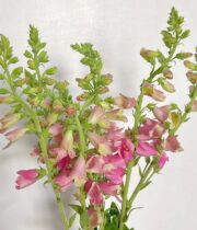 Foxglove-pink