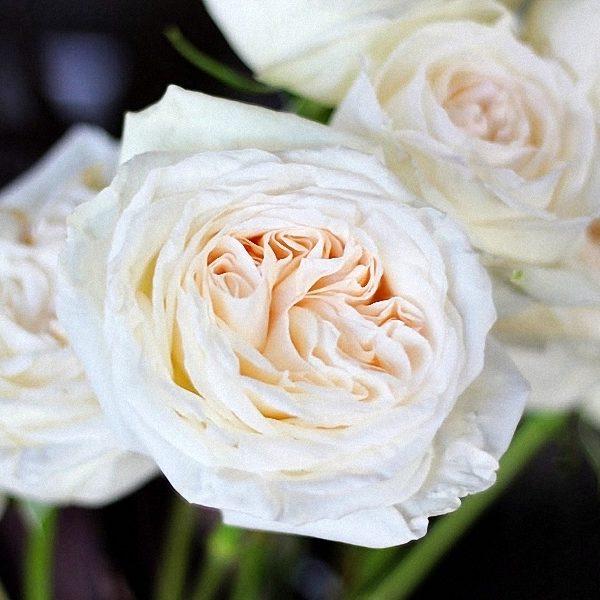 White O Hara Garden Roses, O Hara Garden Rose