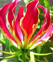 Gloriosa Lily, Tall-red (domestic)