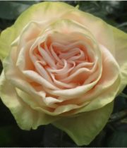 Rose Garden, Gwendolyn-CA