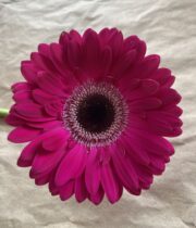 Gerberas-hot pink