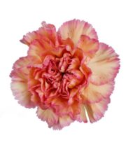 Carnations, Specialty-Gioia-peach