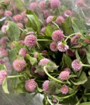 Gomphrena-light pink