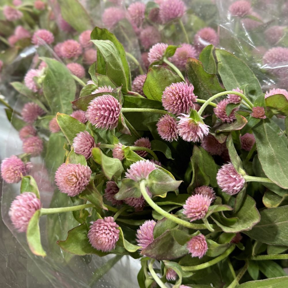 Gomphrena light pink