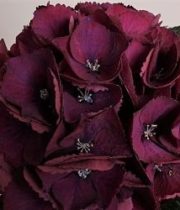 Hydrangea-burgundy