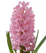 Hyacinth-pink