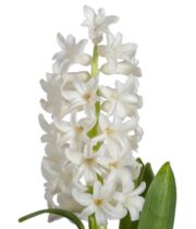 Hyacinth-white