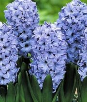 Hyacinth-light Blue