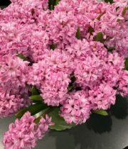 Hyacinth-pink