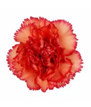 Carnations, Specialty-Indiana-orange