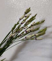 Ixia-white