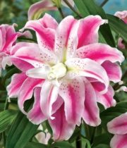 Lily Oriental, Double-Sweet Rosie-pink