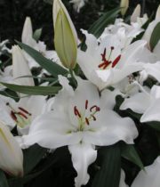 Lily Oriental, Premium Blonde-white