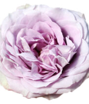Rose Garden, Lavender Bouquet-SA